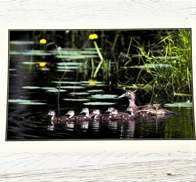 David Soete Photo Greeting Cards (Blank Inside)